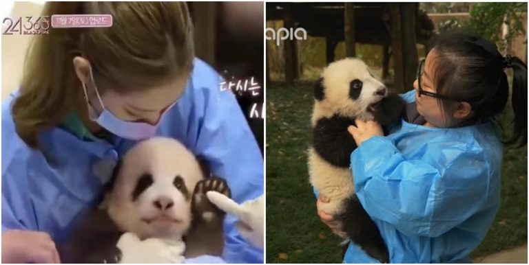 「なぜBlackPinkだけ批判?」…パンダ問題反論写真