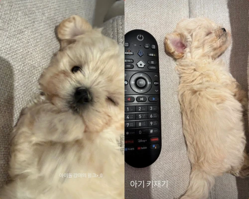 aespaウィンター、「子犬は保護犬」と説明 – ペットショップ購入疑惑を否定